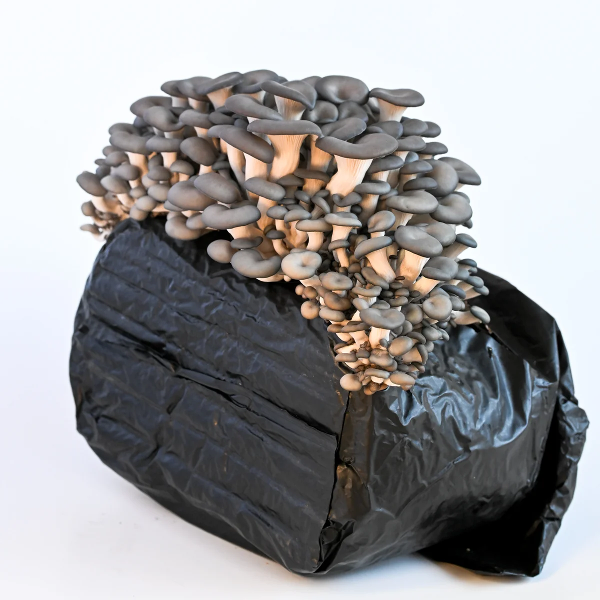 Grow Fresh Blue Oyster Mushrooms at Home Grow Fresh Blue Oyster Mushrooms at Home