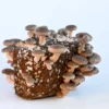 Buy Shiitake Mushroom Grow Kit online USA