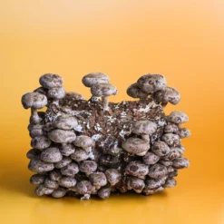 Shiitake Mushroom Grow Kit