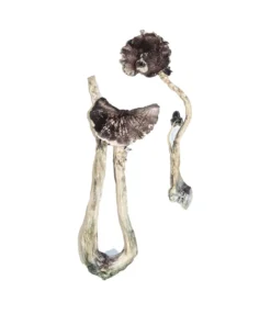 Buy Albino A+ Magic Mushrooms Online USA