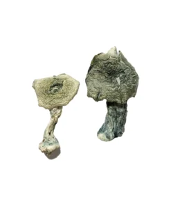 Buy Albino Cambodians Magic Mushrooms Online