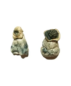 Buy Albino Penis Envy Shrooms USA