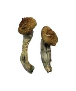 Buy Amazonian Magic Mushrooms Online