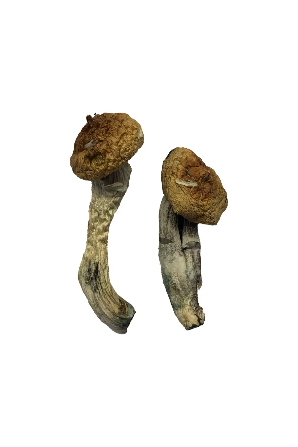 Buy Amazonian Magic Mushrooms Online Buy Amazonian Magic Mushrooms Online