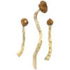 Buy Arenal Volcano Magic Mushrooms USA