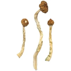 Buy Arenal Volcano Magic Mushrooms USA
