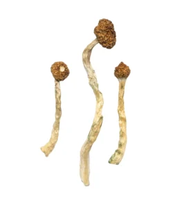 Buy Arenal Volcano Magic Mushrooms USA