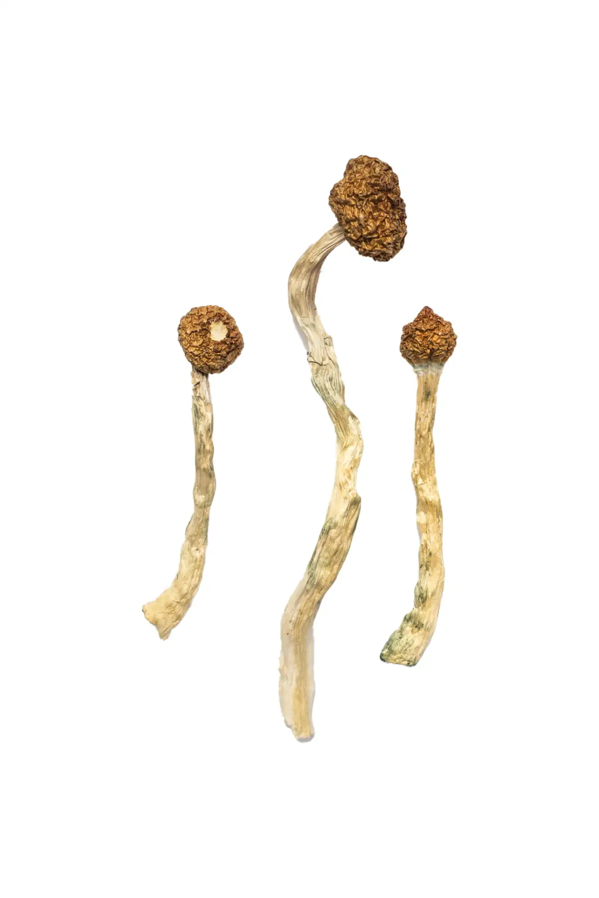 Buy Arenal Volcano Magic Mushrooms USA Buy Arenal Volcano Magic Mushrooms USA