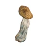 Buy Big Mex Magic Mushrooms Online