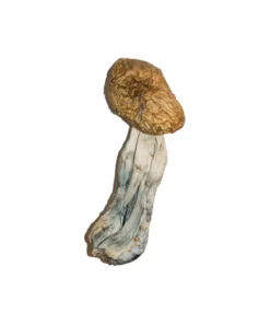 Buy Big Mex Magic Mushrooms Online