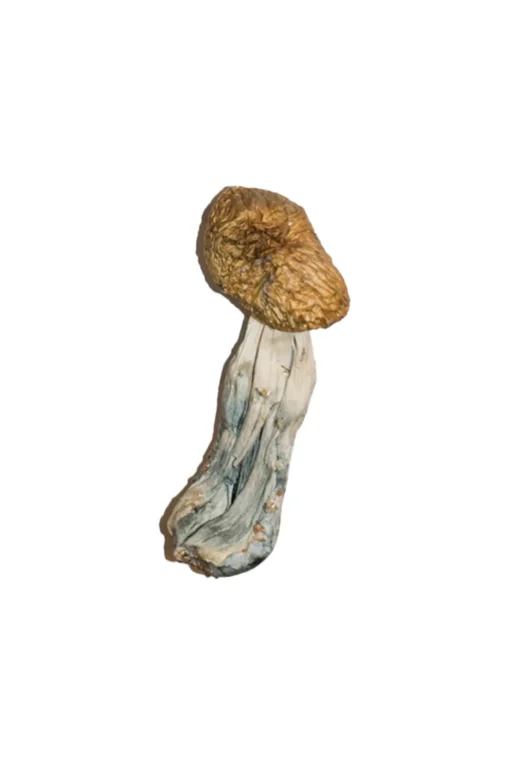 Buy Big Mex Magic Mushrooms Online
