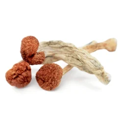 Buy Cambodian Magic Mushrooms online