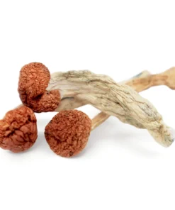 Buy Cambodian Magic Mushrooms online