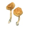 Buy Golden Mammoth Magic Mushrooms USA