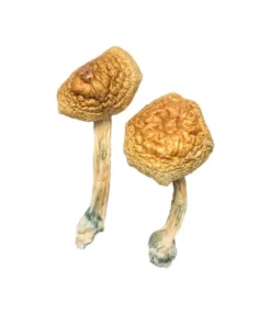 Buy Golden Mammoth Magic Mushrooms USA