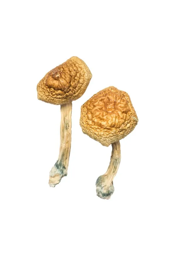 Buy Golden Mammoth Magic Mushrooms USA Buy Golden Mammoth Magic Mushrooms USA