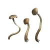Buy Golden Teacher shrooms online USA