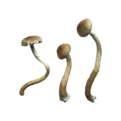 Buy Golden Teacher shrooms online USA