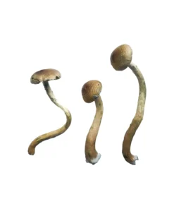 Buy Golden Teacher shrooms online USA