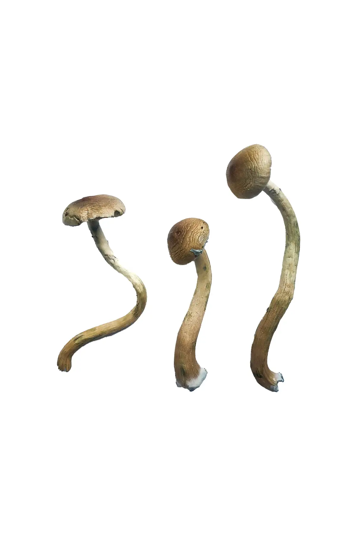 Buy Golden Teacher shrooms online USA Buy Golden Teacher shrooms online USA