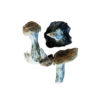 Buy Blue Meanie Magic Mushrooms USA