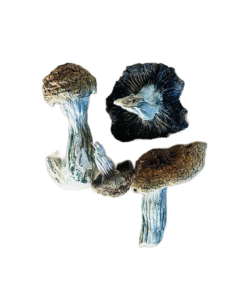 Buy Blue Meanie Magic Mushrooms USA