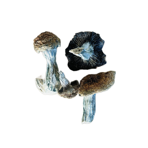 Buy Blue Meanie Magic Mushrooms USA