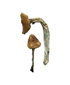 Buy Jedi Mind Fuck Magic Mushrooms Online