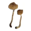 Buy Malabar Magic Mushrooms Online