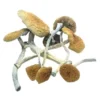  Buy Z-Strain Mushrooms online
