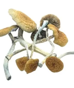  Buy Z-Strain Mushrooms online