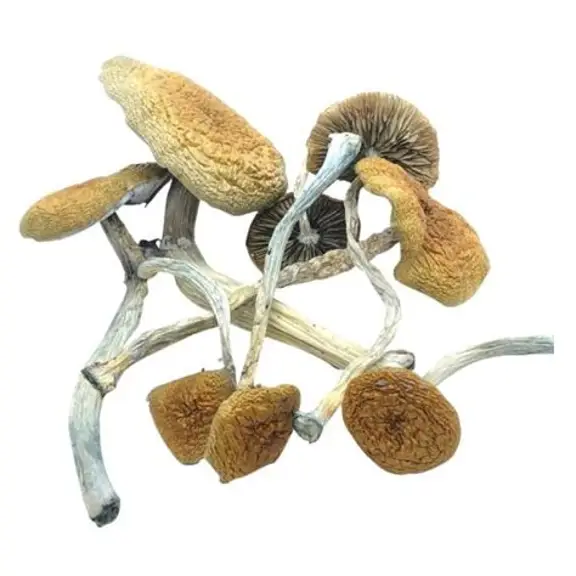 Buy Z-Strain Mushrooms online Buy Z-Strain Mushrooms online