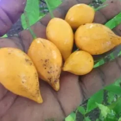 Ibogaine Seeds USA