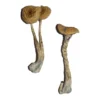Penis Envy Magic Mushrooms for sale USA