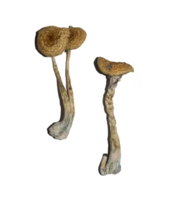 Penis Envy Magic Mushrooms for sale USA