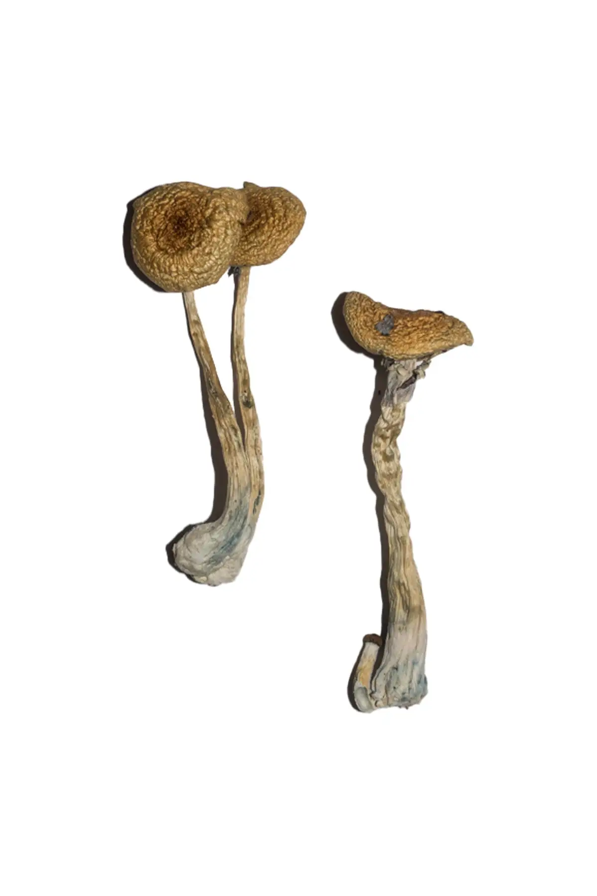 Penis Envy Magic Mushrooms for sale USA Penis Envy Magic Mushrooms for sale USA
