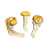 Buy Penis Envy Mushrooms Online USA