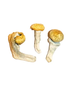 Buy Penis Envy Mushrooms Online USA