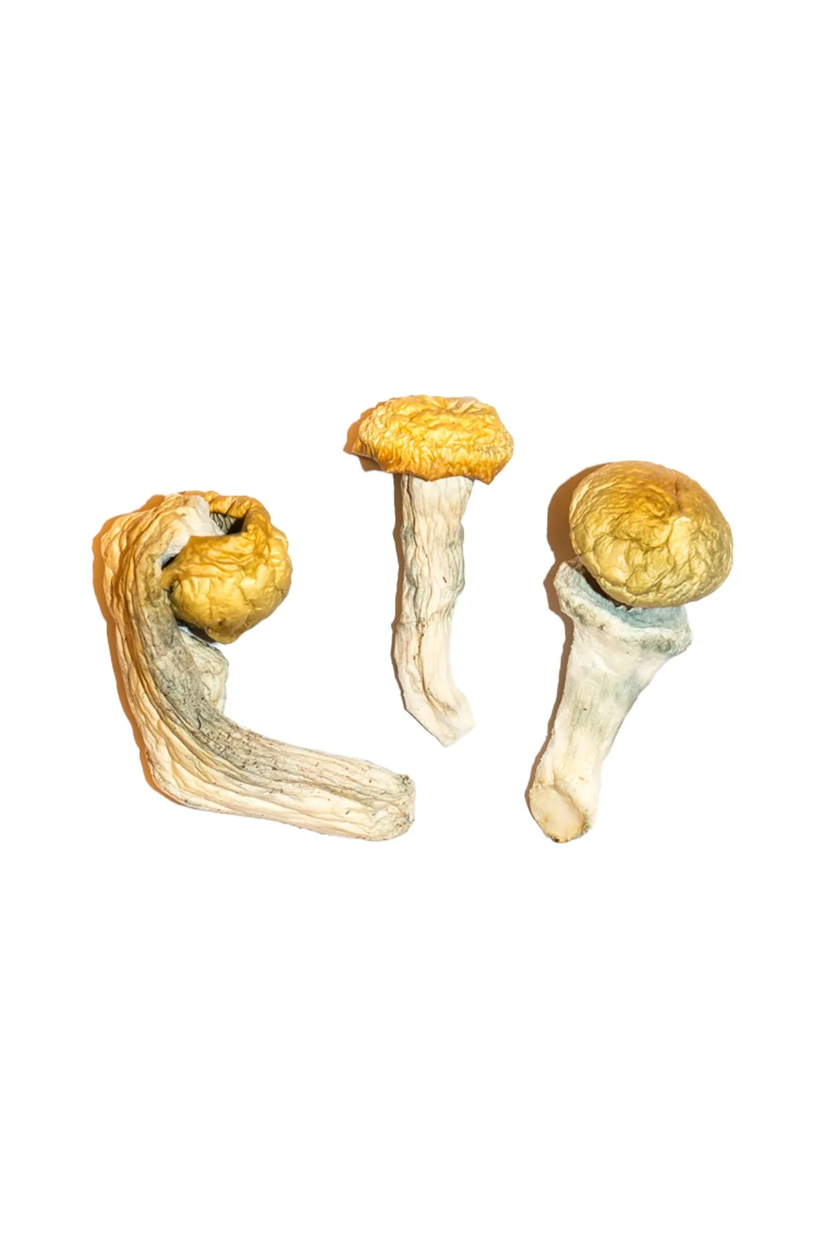 Buy Penis Envy Mushrooms Online USA Buy Penis Envy Mushrooms Online USA