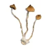 Buy Syzygy Magic Mushrooms Online USA
