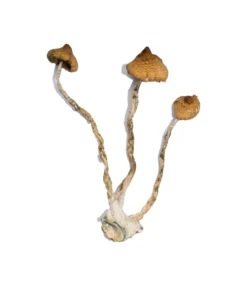 Buy Syzygy Magic Mushrooms Online USA