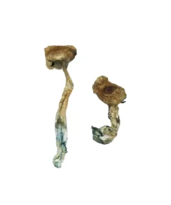 Buy Texas Yellow Cap Magic Mushrooms Online