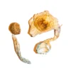Buy Transkei Magic Mushrooms Online USA