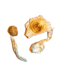 Buy Transkei Magic Mushrooms Online USA