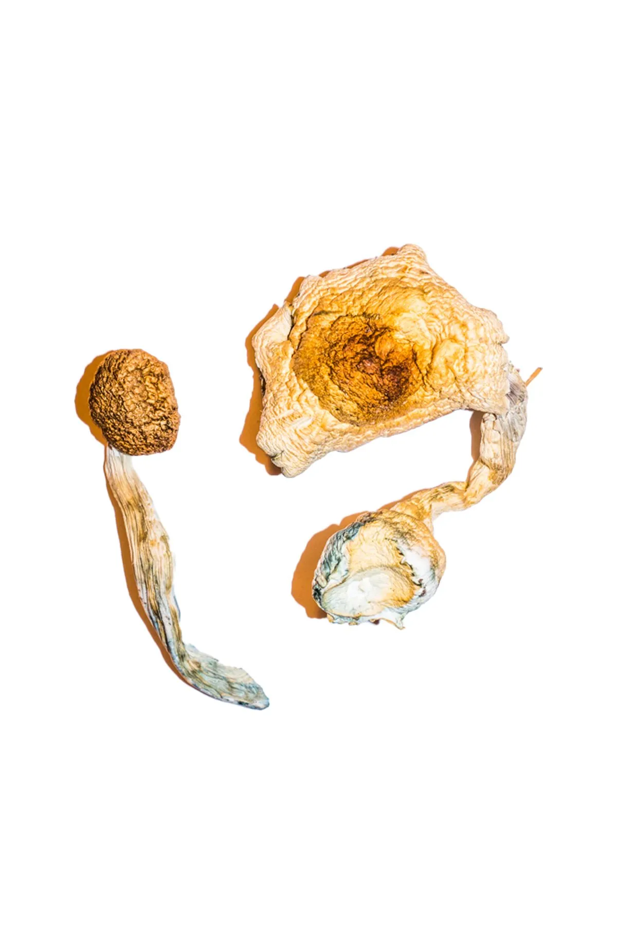 Buy Transkei Magic Mushrooms Online USA Buy Transkei Magic Mushrooms Online USA