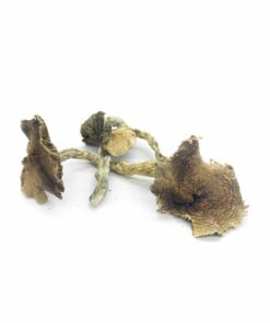 Wavy Caps Magic Mushrooms