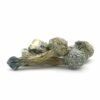 Treasure Coast shrooms for sale USA