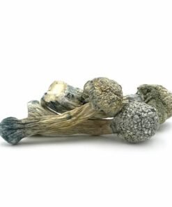 Treasure Coast shrooms for sale USA