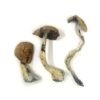 Buy McKennaii Magic Mushrooms USA