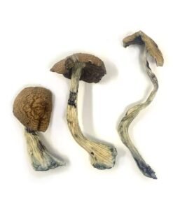 Buy McKennaii Magic Mushrooms USA